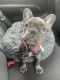 French Bulldog Puppies for sale in San Antonio, TX, USA. price: $1,600