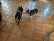 French Bulldog Puppies for sale in San Diego, CA, USA. price: $5