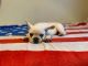 French Bulldog Puppies for sale in Jurupa Valley, CA, USA. price: $1,200
