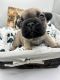 French Bulldog Puppies for sale in Forest City, NC 28043, USA. price: $3,500