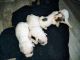 French Bulldog Puppies for sale in Belleville, MI 48111, USA. price: $1,500