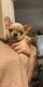 French Bulldog Puppies for sale in Greensboro, NC, USA. price: $3,500