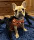 French Bulldog Puppies for sale in CHERKEE HMSTD, MO 65613, USA. price: $2,000