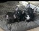 French Bulldog Puppies for sale in 2047 Herrington Ave, San Bernardino, CA 92411, USA. price: $1,200