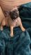 French Bulldog Puppies for sale in Columbus, OH, USA. price: $1,300