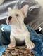 French Bulldog Puppies for sale in San Antonio, TX, USA. price: $1,900