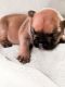 French Bulldog Puppies for sale in Delafield, WI, USA. price: $3,000