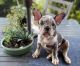 French Bulldog Puppies for sale in Davenport, FL, USA. price: $2,000