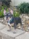French Bulldog Puppies for sale in Davenport, FL, USA. price: $3,000