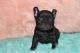French Bulldog Puppies for sale in Paulden, AZ, USA. price: $3,000
