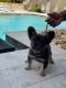 French Bulldog Puppies for sale in Davenport, FL, USA. price: $4,500