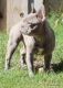 French Bulldog Puppies for sale in Winnsboro, TX 75494, USA. price: $2,000