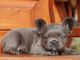 French Bulldog Puppies for sale in Clinton, NJ 08809, USA. price: $4,500