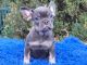 French Bulldog Puppies for sale in Clinton, NJ 08809, USA. price: $2,200