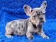 French Bulldog Puppies for sale in Clinton, NJ 08809, USA. price: $3,200