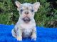 French Bulldog Puppies for sale in Clinton, NJ 08809, USA. price: $3,300