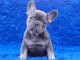 French Bulldog Puppies for sale in Clinton, NJ 08809, USA. price: $3,400