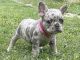 French Bulldog Puppies for sale in Clinton, NJ 08809, USA. price: $3,600