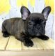 French Bulldog Puppies for sale in Pickerington, OH, USA. price: NA