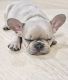 French Bulldog Puppies for sale in Houston, TX, USA. price: $2,200