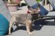 French Bulldog Puppies for sale in Anaheim, CA, USA. price: $800