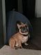 French Bulldog Puppies for sale in Houston, TX 77056, USA. price: $5,000