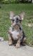French Bulldog Puppies for sale in Atlanta, GA, USA. price: $2,500