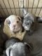 French Bulldog Puppies for sale in Dearborn, MI, USA. price: NA