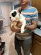 French Bulldog Puppies for sale in Jasper, IN 47546, USA. price: $2,500