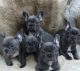 French Bulldog Puppies for sale in Fernley, NV 89408, USA. price: $300