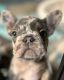 French Bulldog Puppies for sale in Hesperia, CA, USA. price: $3,500