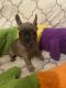 French Bulldog Puppies for sale in Townley Rd, Milnrow, Rochdale OL16, UK. price: 700 GBP