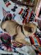 French Bulldog Puppies for sale in Eastland, TX 76448, USA. price: NA