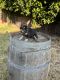 French Bulldog Puppies for sale in Stockton, CA, USA. price: $2,000