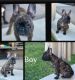 French Bulldog Puppies for sale in Katy, TX 77449, USA. price: $1,500