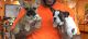 French Bulldog Puppies for sale in Leominster, MA, USA. price: $4,000