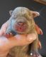 French Bulldog Puppies for sale in Roseburg, OR, USA. price: $8,500