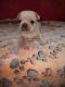 French Bulldog Puppies for sale in San Antonio, TX, USA. price: $3,500