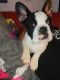 French Bulldog Puppies for sale in Lombard, IL, USA. price: $18,002,300