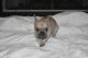 French Bulldog Puppies for sale in The Woodlands, TX, USA. price: $550
