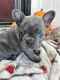French Bulldog Puppies for sale in Chandler, AZ 85225, USA. price: NA