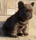 French Bulldog Puppies for sale in 12500 Barker Cypress Rd, Cypress, TX 77429, USA. price: $38,000