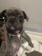French Bulldog Puppies for sale in Metuchen, NJ 08840, USA. price: NA