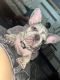 French Bulldog Puppies for sale in Los Angeles, CA, USA. price: $2,350