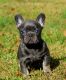 French Bulldog Puppies for sale in Athens, GA, USA. price: $3,000