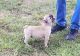 French Bulldog Puppies for sale in Ridgeway, VA 24148, USA. price: $3,000