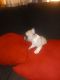 French Bulldog Puppies for sale in Greenville, NC, USA. price: $1,500