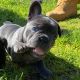 French Bulldog Puppies for sale in PT ORANGE, FL 32127, USA. price: $900