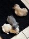 French Bulldog Puppies for sale in Anaheim, CA, USA. price: $3,000