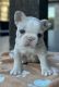 French Bulldog Puppies for sale in Springtown, TX 76082, USA. price: $3,000